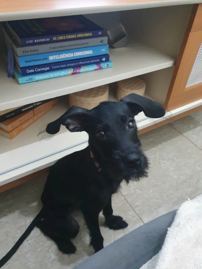 Cachorro ra a SRD-ViraLata idade 2 a 6 meses nome Pérola 