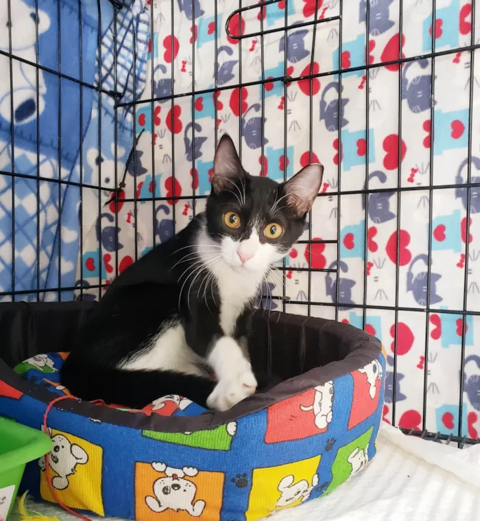 Gato ra a SRD-ViraLata idade 7 a 11 meses nome Panda