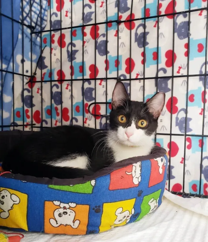 Gato ra a SRD-ViraLata idade 7 a 11 meses nome Panda