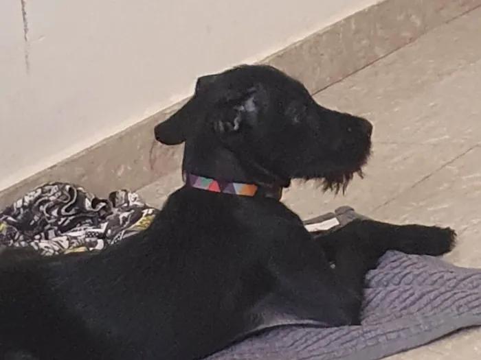 Cachorro ra a SRD-ViraLata idade 2 a 6 meses nome Pérola 