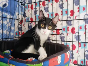 Gato raça SRD-ViraLata idade 7 a 11 meses nome Panda