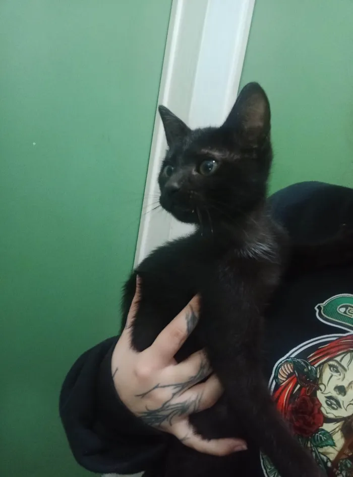 Gato ra a SRD-ViraLata idade 2 a 6 meses nome Koda