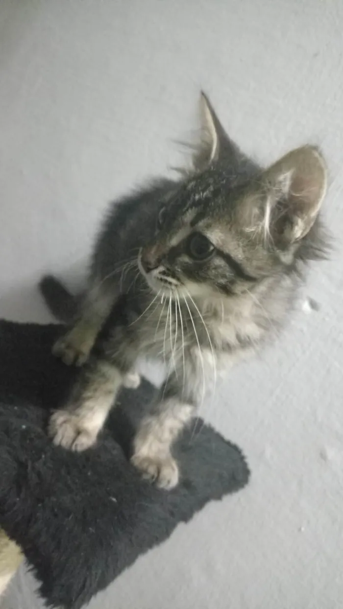 Gato ra a SRD-ViraLata idade 2 a 6 meses nome Kenay