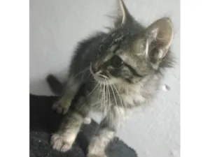 Gato raça SRD-ViraLata idade 2 a 6 meses nome Kenay