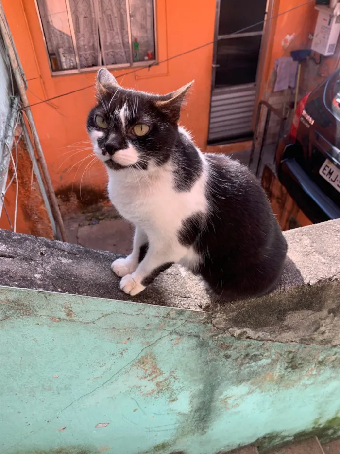 Gato ra a SRD-ViraLata idade 6 ou mais anos nome Nala