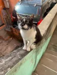 Nala