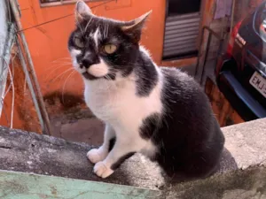 Gato raça SRD-ViraLata idade 6 ou mais anos nome Nala
