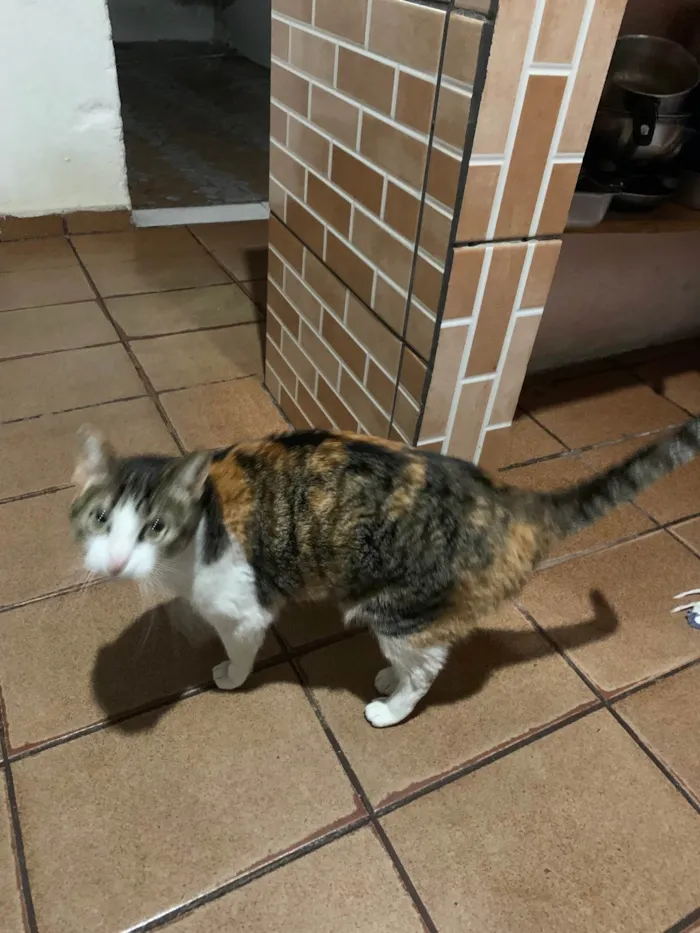 Gato ra a SRD-ViraLata idade 3 anos nome Alice