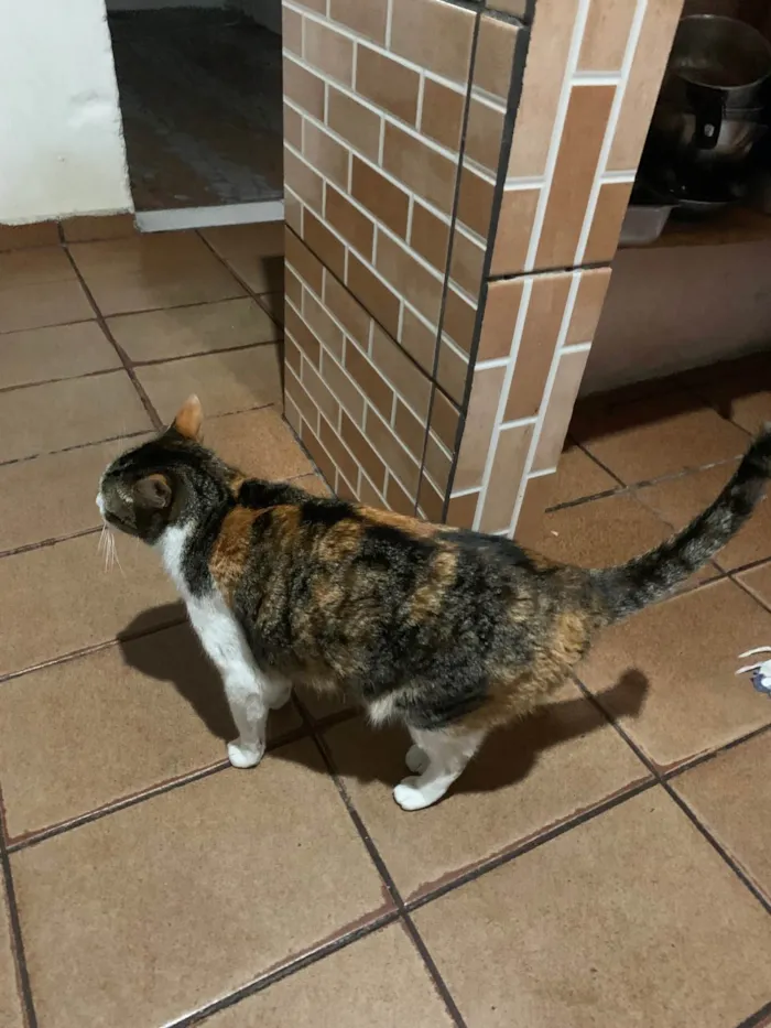 Gato ra a SRD-ViraLata idade 3 anos nome Alice