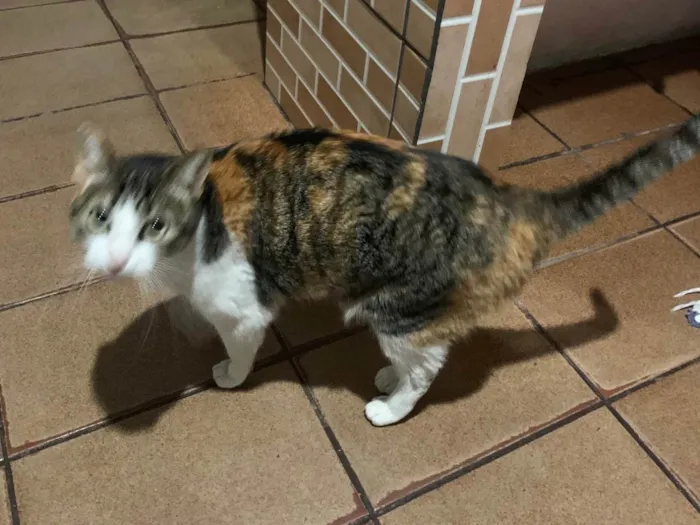 Gato ra a SRD-ViraLata idade 3 anos nome Alice