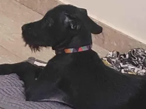 Cachorro raça SRD-ViraLata idade 2 a 6 meses nome Pérola 