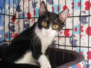 Gato raça SRD-ViraLata idade 7 a 11 meses nome Panda