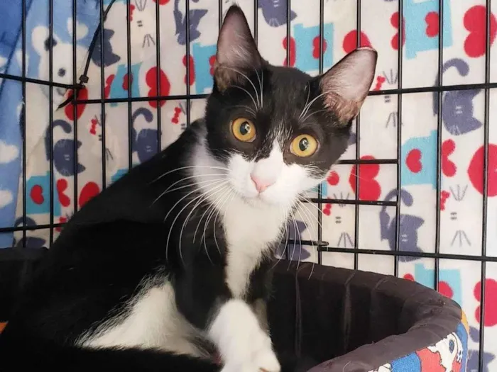 Gato ra a SRD-ViraLata idade 7 a 11 meses nome Panda