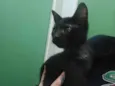 Koda