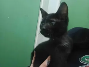 Gato raça SRD-ViraLata idade 2 a 6 meses nome Koda
