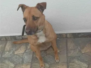 Cachorro raça SRD-ViraLata idade 5 anos nome NEGUINHA 