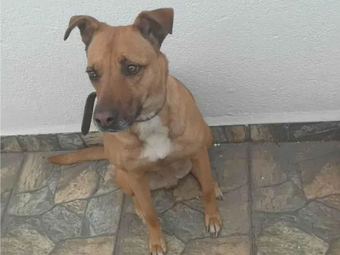 Cachorro ra a SRD-ViraLata idade 5 anos nome NEGUINHA 