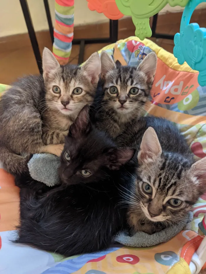 Gato ra a SRD-ViraLata idade 2 a 6 meses nome Doando gatinhos 