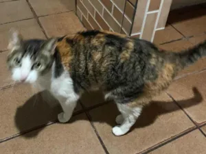 Gato raça SRD-ViraLata idade 3 anos nome Alice