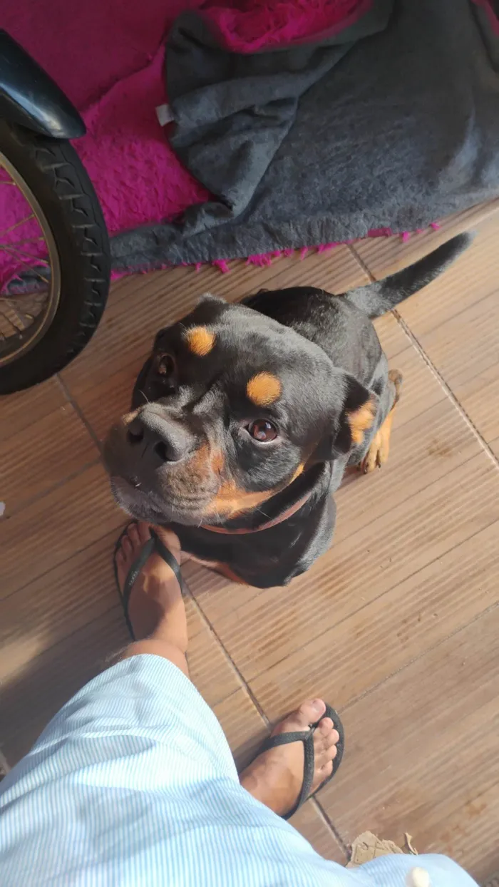 Cachorro ra a Rottweiler idade 2 anos nome Mufasa 