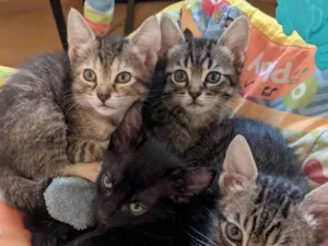Gato raça SRD-ViraLata idade 2 a 6 meses nome Doando gatinhos 