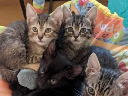 Gato raça SRD-ViraLata idade 2 a 6 meses nome Doando gatinhos 