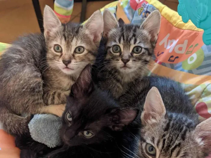 Gato ra a SRD-ViraLata idade 2 a 6 meses nome Doando gatinhos 