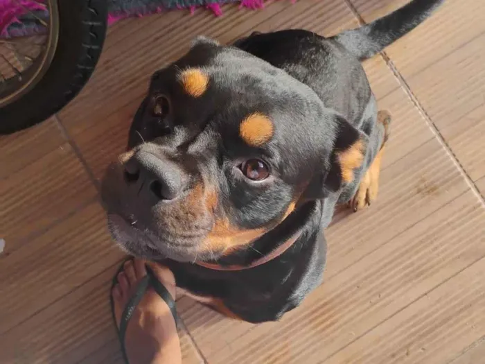 Cachorro ra a Rottweiler idade 2 anos nome Mufasa 