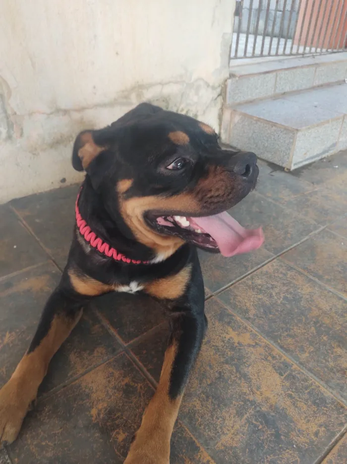 Cachorro ra a Rottweiler idade 2 anos nome Mufasa 