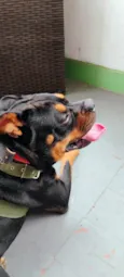 Mufasa 