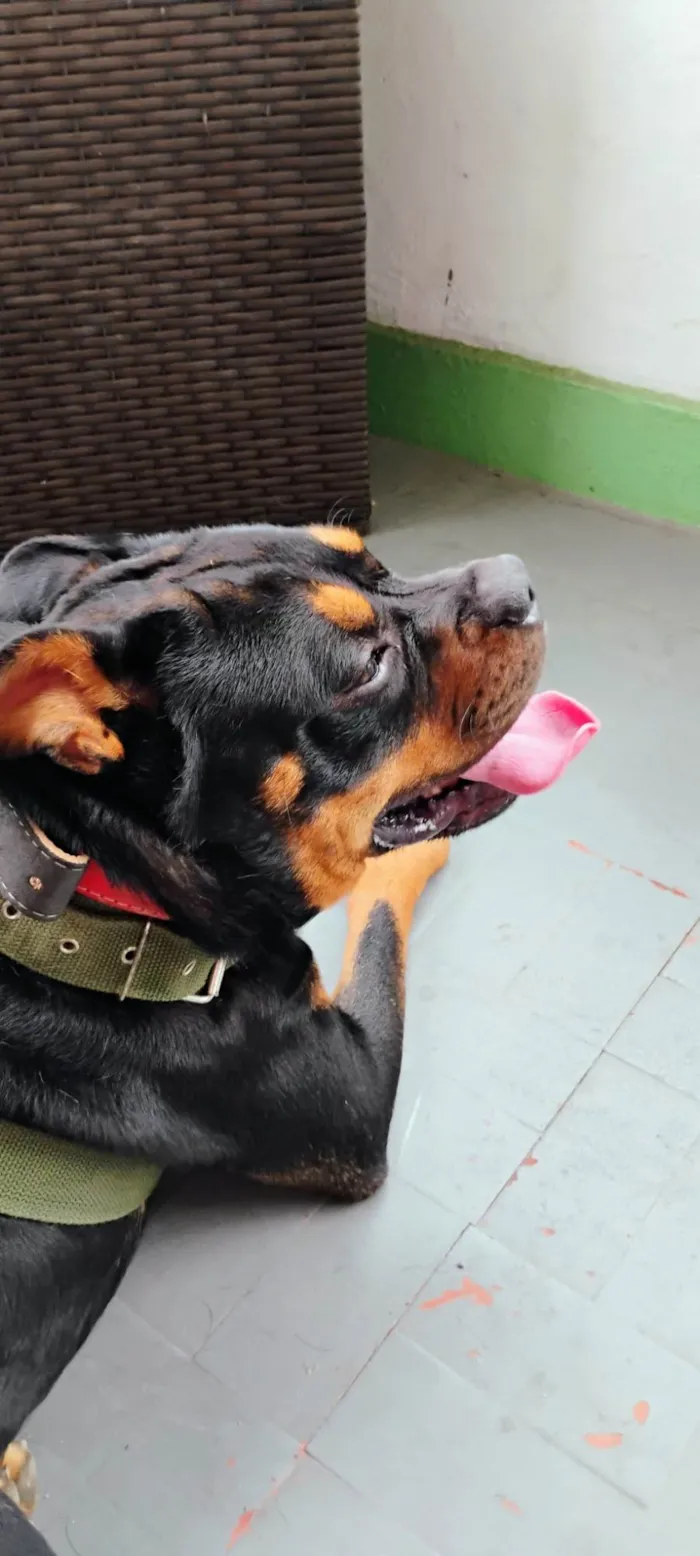 Cachorro ra a Rottweiler idade 2 anos nome Mufasa 