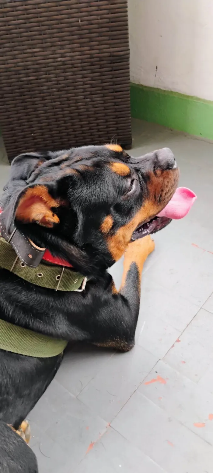 Cachorro ra a Rottweiler idade 2 anos nome Mufasa 