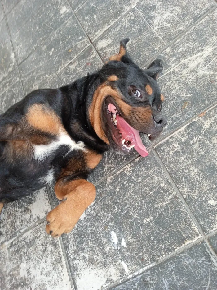 Cachorro ra a Rottweiler idade 2 anos nome Mufasa 