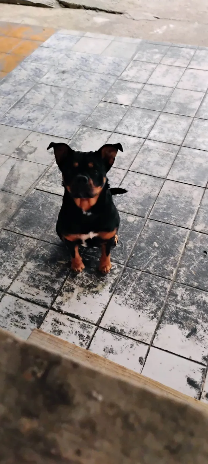 Cachorro ra a Rottweiler idade 2 anos nome Mufasa 