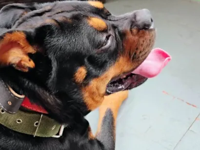 Cachorro raça Rottweiler idade 2 anos nome Mufasa 