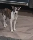 Pirata