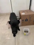 Pretinha