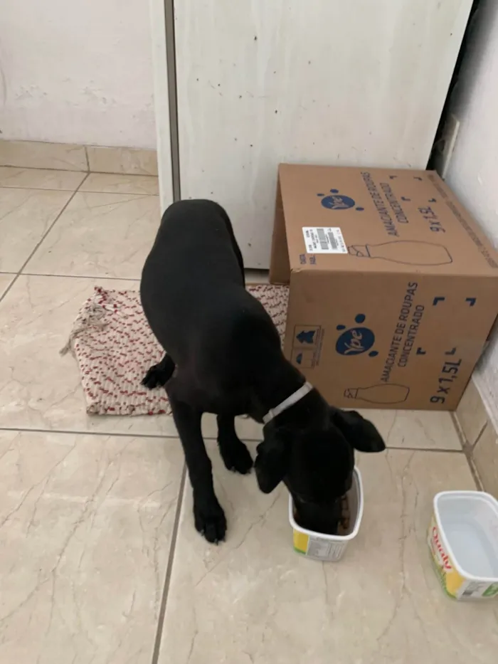 Cachorro ra a SRD-ViraLata idade Abaixo de 2 meses nome Pretinha