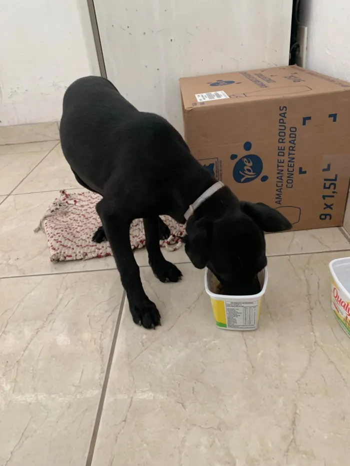 Cachorro ra a SRD-ViraLata idade Abaixo de 2 meses nome Pretinha