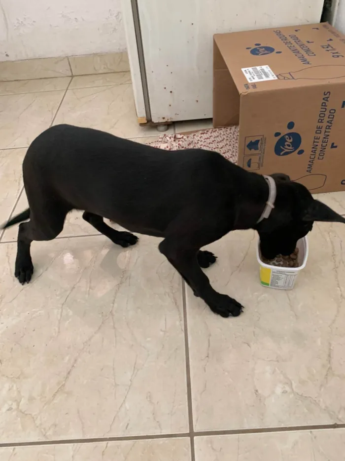 Cachorro ra a SRD-ViraLata idade Abaixo de 2 meses nome Pretinha