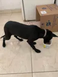 Pretinha
