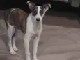 Pirata