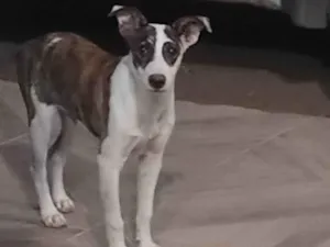 Cachorro raça SRD-ViraLata idade 2 a 6 meses nome Pirata