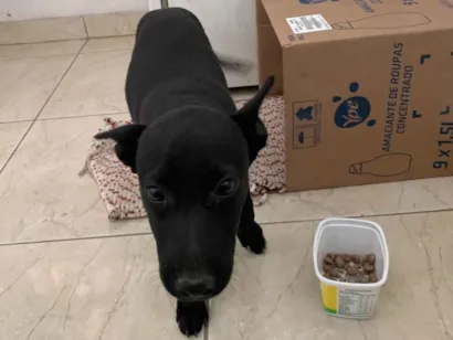 Cachorro raça SRD-ViraLata idade Abaixo de 2 meses nome Pretinha