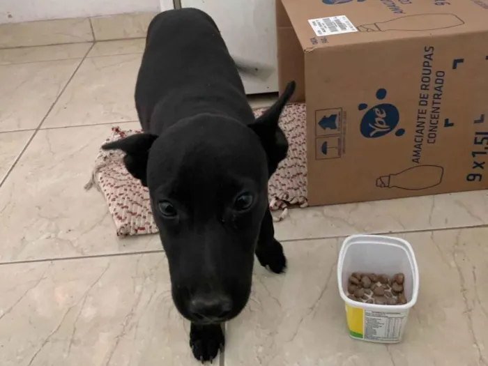 Cachorro ra a SRD-ViraLata idade Abaixo de 2 meses nome Pretinha