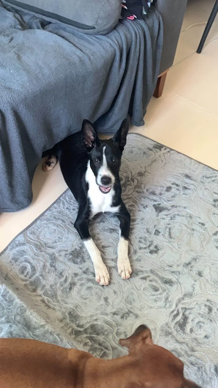 Cachorro ra a SRD-ViraLata idade 2 a 6 meses nome Flor