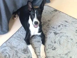 Cachorro raça SRD-ViraLata idade 2 a 6 meses nome Flor