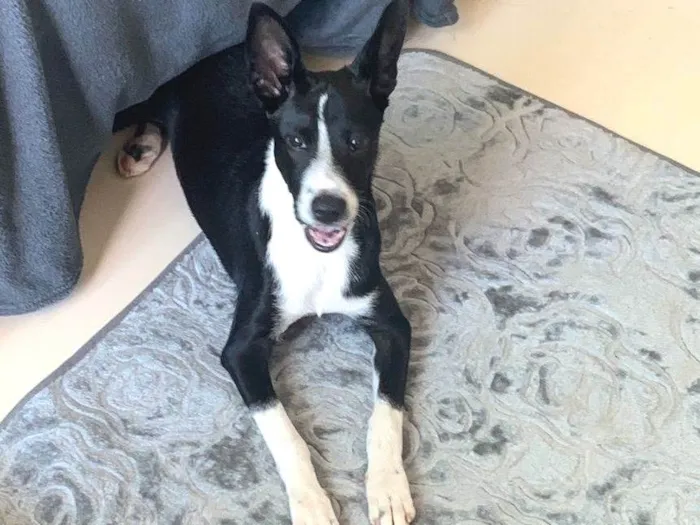 Cachorro ra a SRD-ViraLata idade 2 a 6 meses nome Flor