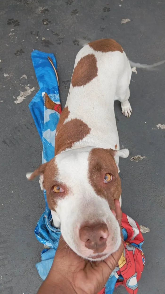 Cachorro ra a Pit-Bull idade 3 anos nome Moana
