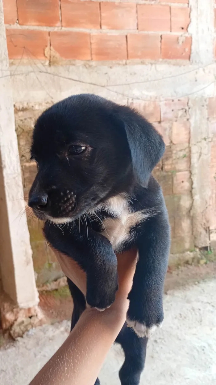 Cachorro ra a SRD-ViraLata idade Abaixo de 2 meses nome Ainda não tem 